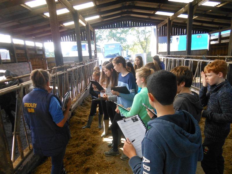 Learning about Dairy Farming and Milking students from cheadle hulme school look at the cows in the cattle shed at stockley farm during a food and nutrition agricultural career trip